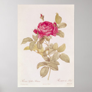 Rosa Gallica Pontiana uit 'Les Rozen' Poster