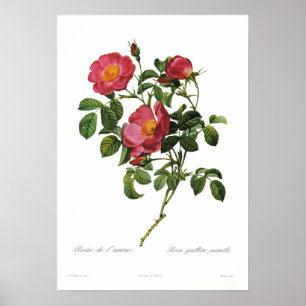 Rosa gallica pumila door Pierre-Joseph Redoute Poster
