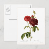 Rosa gallica puro-violacea magna briefkaart (Voorkant / Achterkant)