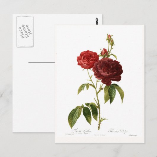 Rosa gallica puro-violacea magna briefkaart (Voorkant / Achterkant)