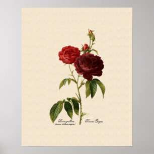 Rosa gallica purpuro-violacea magna poster