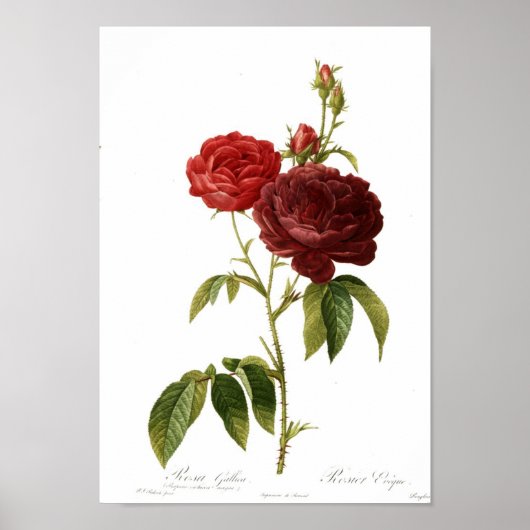 Rosa gallica purpuro-violacea magna poster (Voorkant)