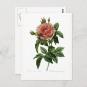 Rosa gallica regalis briefkaart (Voorkant / Achterkant)