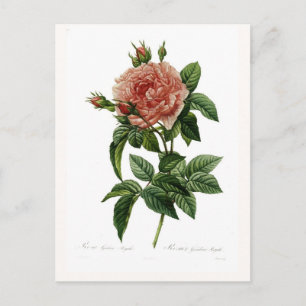 Rosa gallica regalis briefkaart