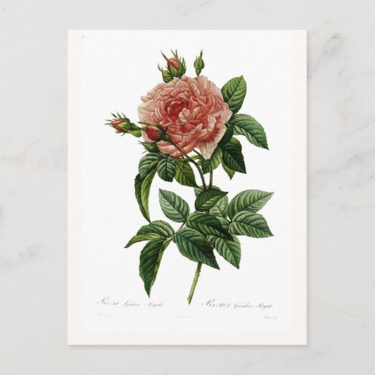 Rosa gallica regalis briefkaart (Voorkant)