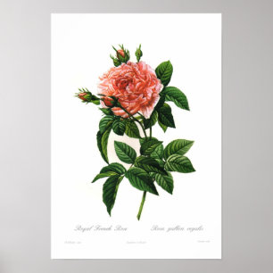 Rosa gallica regalis poster