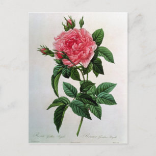 Rosa Gallica Regallis Briefkaart