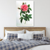 Rosa Gallica Regallis Canvas Afdruk (Insitu (Slaapkamer))