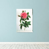 Rosa Gallica Regallis Canvas Afdruk (Insitu (Houten vloer))
