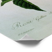 Rosa Gallica Regallis Poster (Hoek)