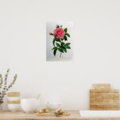 Rosa Gallica Regallis Poster (Keuken)