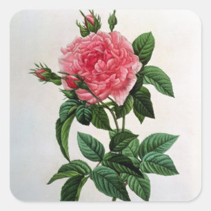 Rosa Gallica Regallis Vierkante Sticker