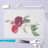 Rosa gallica tissuepapier (Craft)