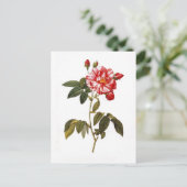Rosa gallica versicolor briefkaart (Staand voorkant)