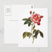 Rosa gallica versicolor briefkaart (Voorkant / Achterkant)