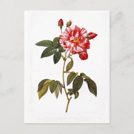 Rosa gallica versicolor briefkaart (Voorkant)