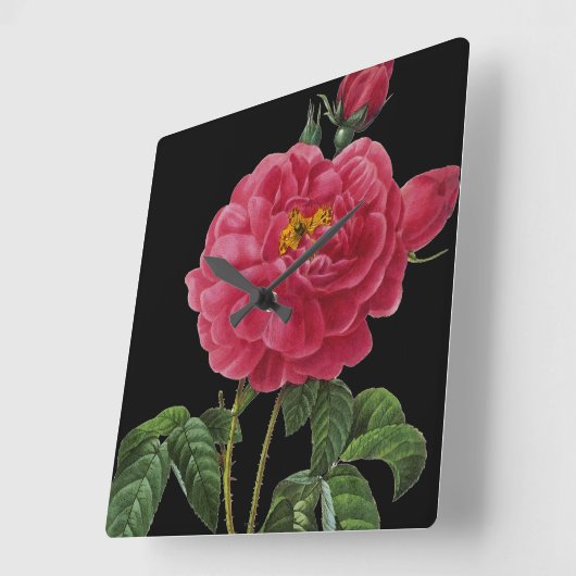 Rosa Gallica Vierkante Klok (Hoek)