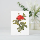Rosa gallicapontiana briefkaart (Staand voorkant)