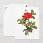 Rosa gallicapontiana briefkaart (Voorkant / Achterkant)
