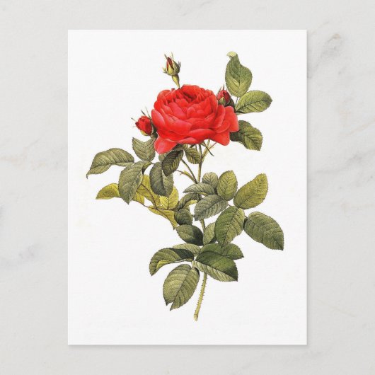 Rosa gallicapontiana briefkaart (Voorkant)