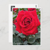 Rosa Gartenzauber '84 Briefkaart (Voorkant / Achterkant)