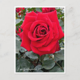 Rosa Gartenzauber '84 Briefkaart