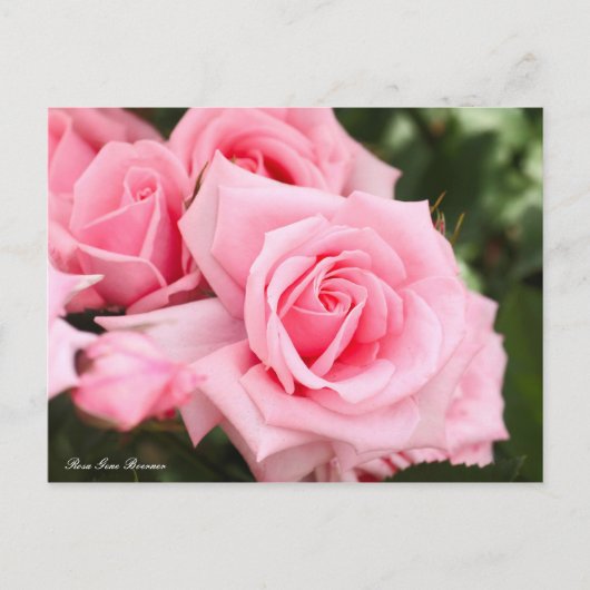 Rosa Gene Boerner (Briefkaart) Briefkaart (Voorkant)