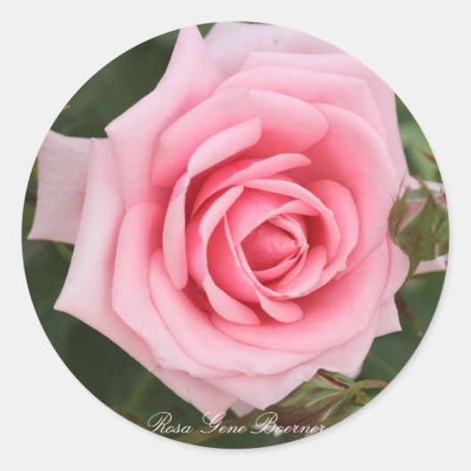 Rosa Gene Boerner Ronde Sticker (Voorkant)
