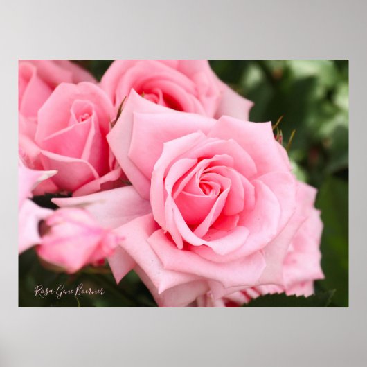 Rosa Gene Boerner [Waarde Poster Papier] (Voorkant)