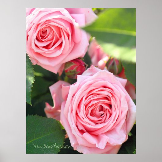 Rosa Gene Boerner [Waarde Poster Papier] (Voorkant)