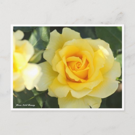 Rosa Gold Bunny Briefkaart (Voorkant)