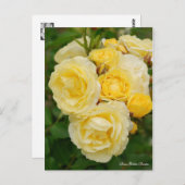 Rosa Golden Border [Briefkaart] Briefkaart (Voorkant / Achterkant)