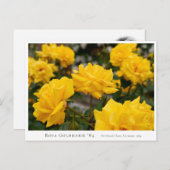 Rosa Goldmarie '84 Briefkaart (Voorkant / Achterkant)