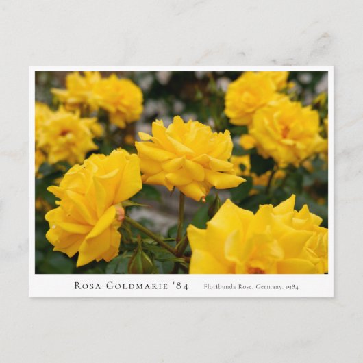 Rosa Goldmarie '84 Briefkaart (Voorkant)