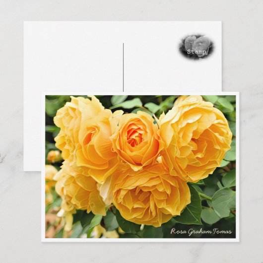 Rosa Graham Tomas Briefkaart (Voorkant / Achterkant)