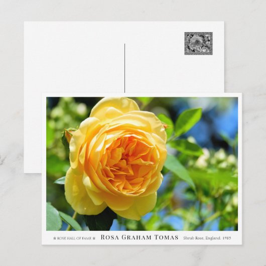 Rosa Graham Tomas Briefkaart (Voorkant / Achterkant)