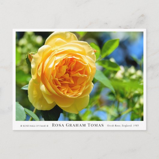 Rosa Graham Tomas Briefkaart (Voorkant)