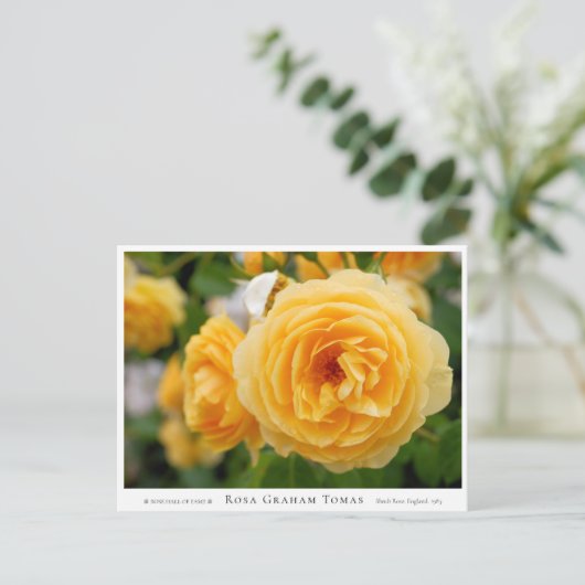 Rosa Graham Tomas Briefkaart (Staand voorkant)