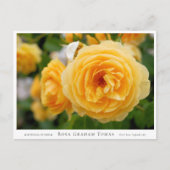 Rosa Graham Tomas Briefkaart (Voorkant)