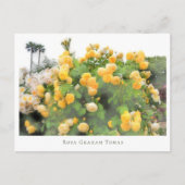Rosa Graham Tomas Briefkaart (Voorkant)