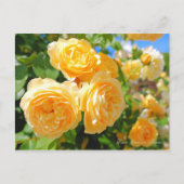 Rosa Graham Tomas (Briefkaart) Briefkaart (Voorkant)