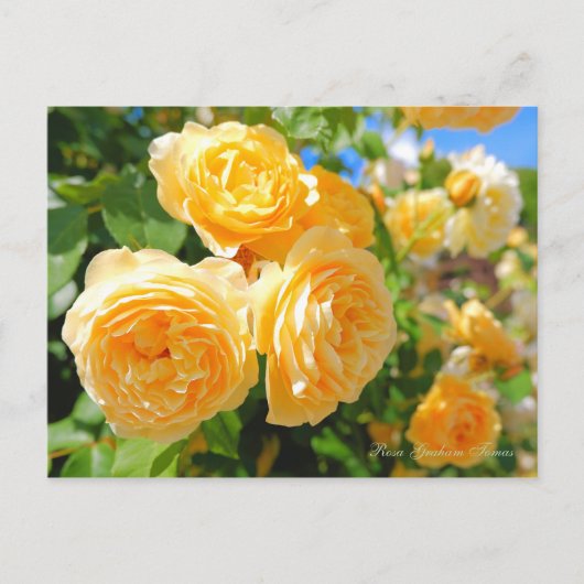 Rosa Graham Tomas (Briefkaart) Briefkaart (Voorkant)