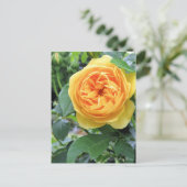 Rosa Graham Tomas:Briefkaart Briefkaart (Staand voorkant)