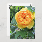 Rosa Graham Tomas:Briefkaart Briefkaart (Voorkant / Achterkant)