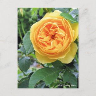 Rosa Graham Tomas:Briefkaart Briefkaart