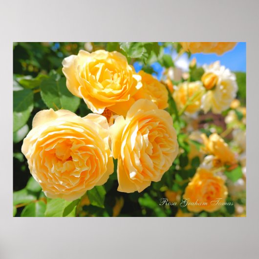 Rosa Graham Tomas [Waarde Poster Papier] (Voorkant)