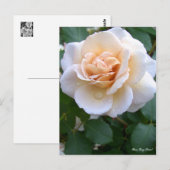 Rosa Gray Pearl [Briefkaart] Briefkaart (Voorkant / Achterkant)