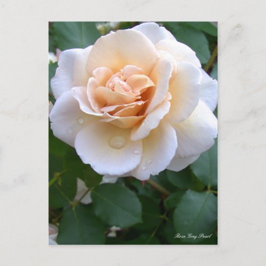 Rosa Gray Pearl [Briefkaart] Briefkaart (Voorkant)