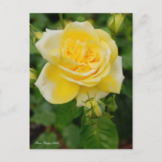 Rosa Happy Child [Briefkaart] Briefkaart (Voorkant)