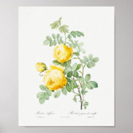 Rosa hemisphaerica  Floral Yellow Roses Poster